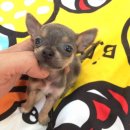 SALE ชิวาวา ขนสั้น เพศเมีย บู-แทน ราคาเพียง 4,900 บาท<<<<