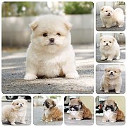 🐕ปอม80%ชิสุ20%เพศเมียสีครีมมี2ตัว อายุ50วันมีบริการจัดส่ง