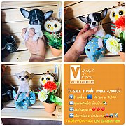 !!SALE 4,900!! ชิวาวาเกรด A หน้าสวยๆ จิ๋วๆ ราคาเพียง 4,900บาท<<<<&lt...