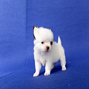 น้องเจลลี่ ชิวาวาแท้ขนยาวเพศเมีย SIZE เล็กมาก สุขภาพดีแข็งแรง มีบริการจัดส่งทั่ว...