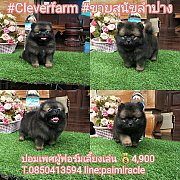 หนุ่มน้อย ปอมเพศผู้สีแบคแทน ฟอร์มเลี้ยงเล่น ราคาเบาๆเพียง *4900* บาทเท่านั้น
