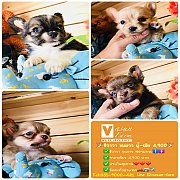 >>>SALE 4,900 ชิวาวา ขนยาว ฟอร์มแจ่มๆ ราคาเบาๆ ผู้และเมีย<<<