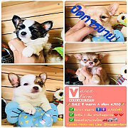 !!SALE 4,900!!ชิวาวา ขนยาว ผู้ ญี่ปุ่น 4,900บาท<<<<