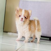 🐶ปอมชิ🐶น้องบุ้งกี๋อายุ50วันเพศเมีย ตัวเล็กขนแน่น แข็งแรง กินเก่ง...