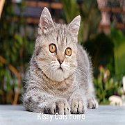 พร้อมย้ายบ้าน ขนสั้น ลูกแมวอายุ 4 เดือน เพศหญิง