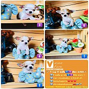 !!T-cup 4,900!!ชิวาวา ทีคัพ ขนสั้นและขนยาว สวยๆ เพียง 4,900 บาท<<<<&...