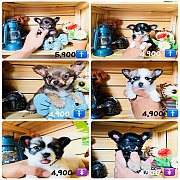 !!Sale 4,900!!ชิ ทีคัพและไซด์เล็ก ผู้-เมีย ขนสั้นและยาว ราคา 4,900 บาท<<&l...