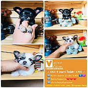 !!SALE 4,900!!ชิวาวา ขนยาว ผู้-เมีย ราคา 4,900 บาท<<<<<