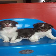 ชิวาว่าขนยาวสีขาวช้อค ผู้3900 ชุดchi23