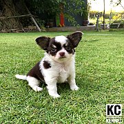 เปิดจอง น้องชิวาวา ขนยาว เพศชาย 