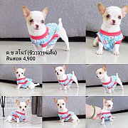 ด.ช สโนว์ 🐶 ชิวาวาขนสั้นขนนุ่มพร้อมย้ายบ้านวัคซีนแล้วมีบริการส่งทั่วไทย