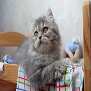 Exotic long hair  : blue tabby :  female  เอ็กซ์โซติก ขนยาว บลูแท็บบี้ เด็กหญิง