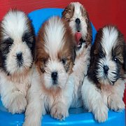 ลูกชิสุเพศผู้และเมีย อ้วนสั้น ขนแน่นสวย สายเลือดแชมป์