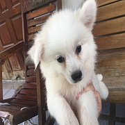 ปอมขาว เมีย1ผู้1 เบาๆ