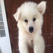 ปอมขาว เบา ๆ เมีย 1 ผู้ 1