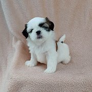 ชิสุแท้4900.-มีเก็บปลายทาง idline::happyshihtzu4289