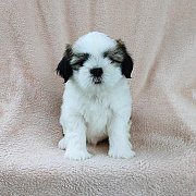 ชิสุแท้4500.-มีเก็บปลายทาง idline::happyshihtzu4289