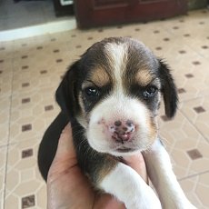 บีเกิ้ลน่ารัก เบาๆ