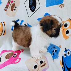 ชิสุแท้4900.-ส่งฟรีกทม.มีปลายทาง line:: happyshihtzu4289