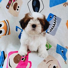 ชิสุแท้4900.-ส่งฟรีกทม.มีปลายทาง line:: happyshihtzu4289