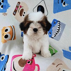 ชิสุแท้4900.-ส่งฟรีกทม.มีปลายทาง line:: happyshihtzu4289