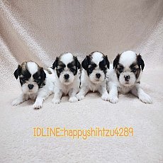 ชิสุทอยแท้ผู้1ตัวเมีย3ตัว4900.-ส่งฟรีกทม.มีปลายทาง line:: happyshihtzu4289
