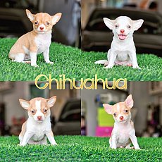 Chihuahua ชิวาวาขนสั้น ไซส์มินิ