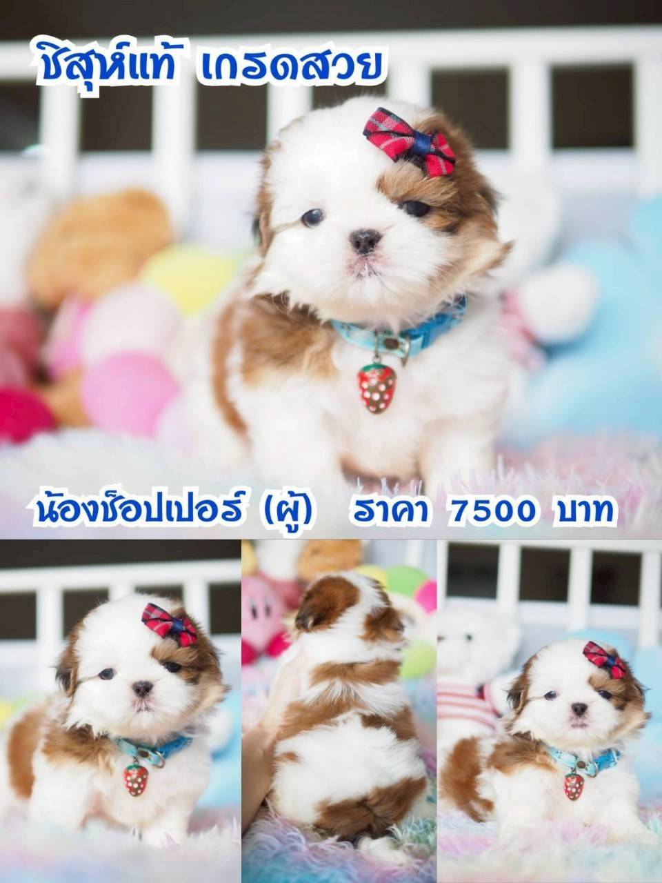 ⛔️กิ๊ฟซ่า ลดทั้งบ้าน