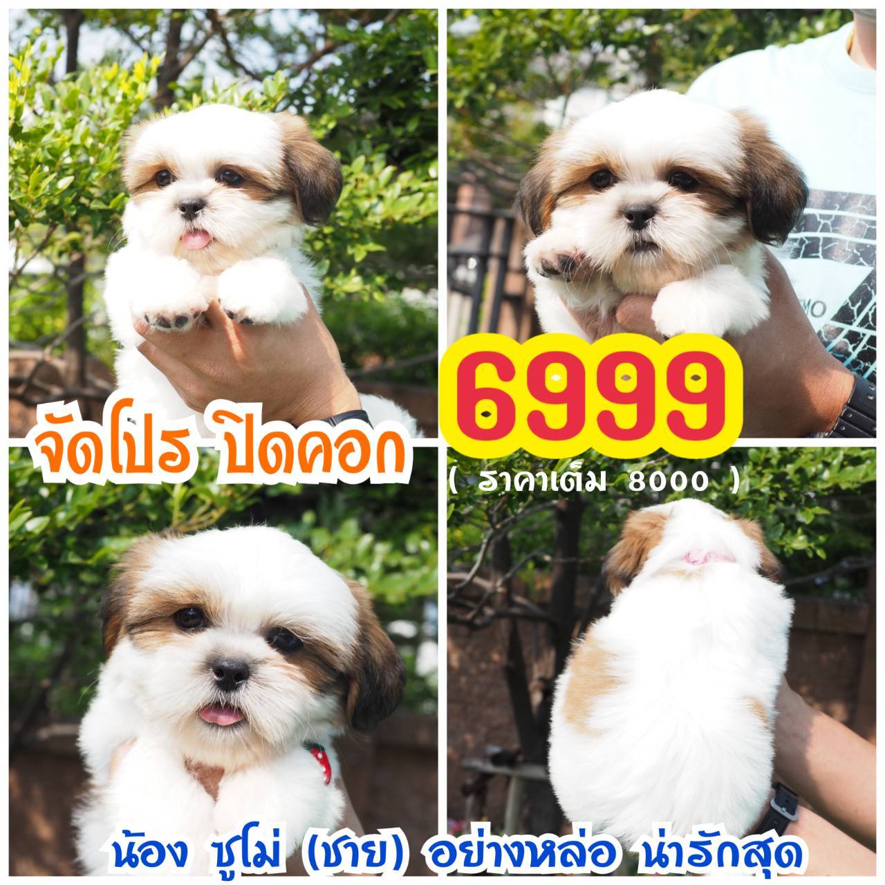กิ๊ฟซ่า ชิสุห์  ลดได้