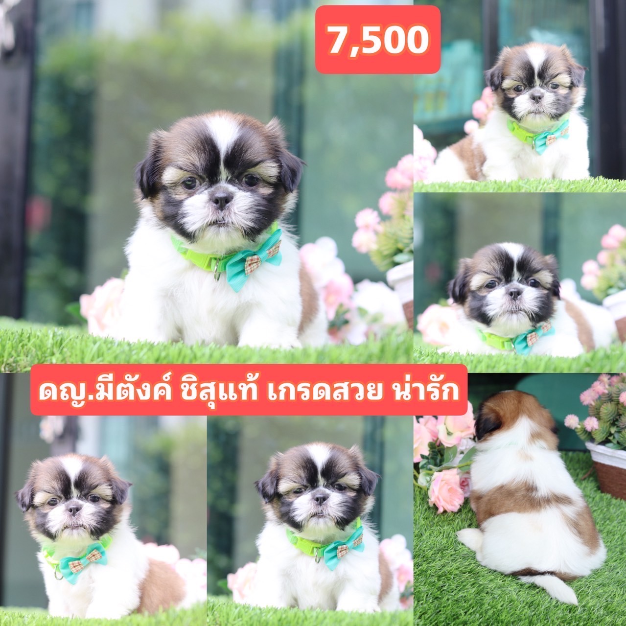 ชิสุแท้เกรดสวย