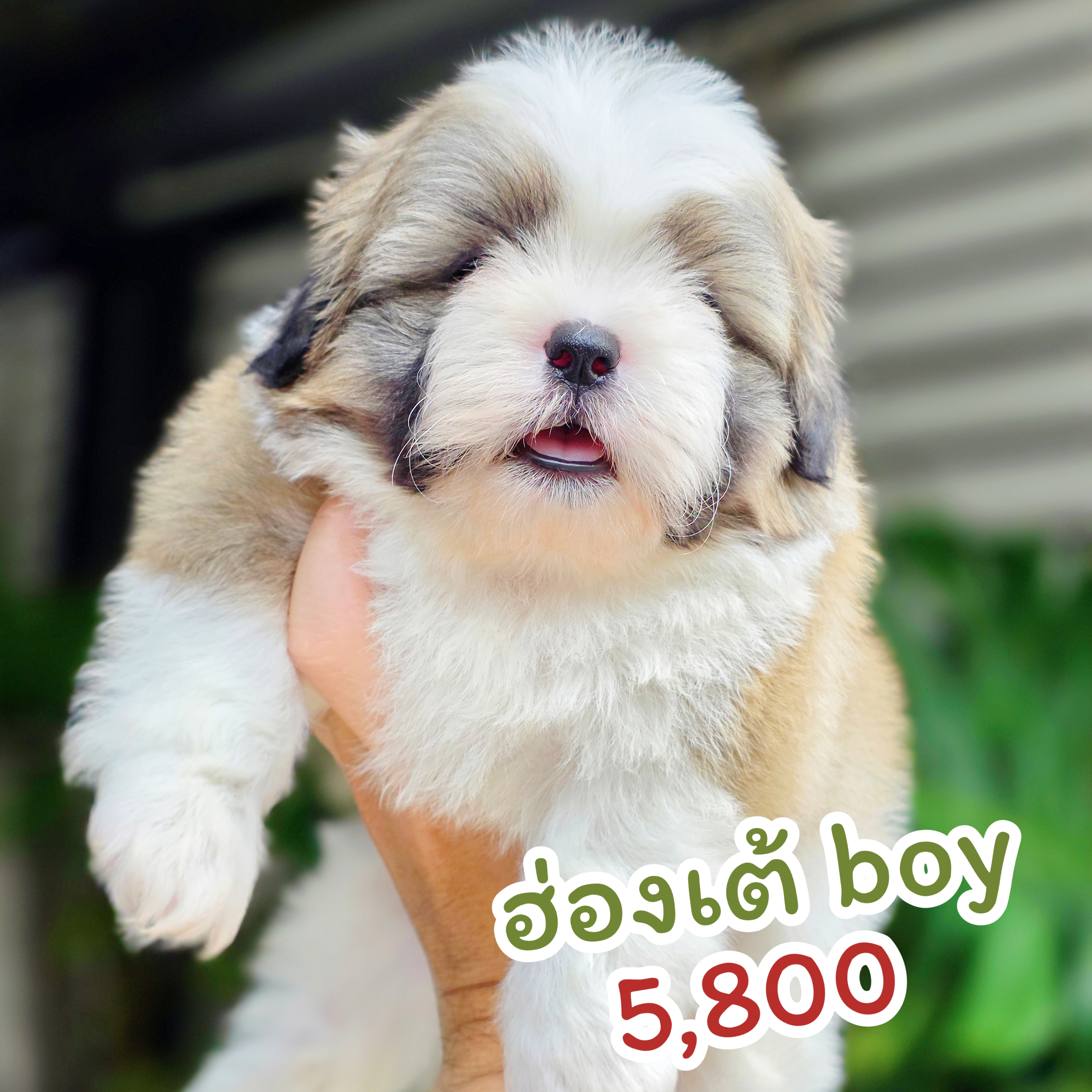 ฮ่องเต้ ขิสุห์แท้หนุ่มหล่อ