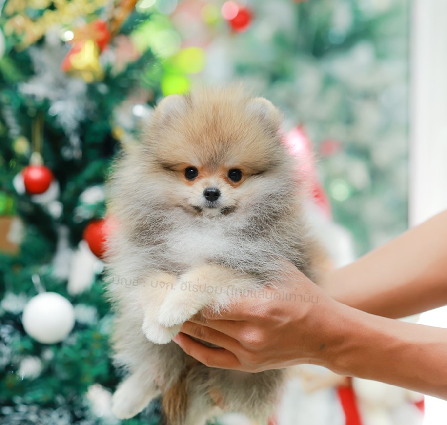 ปอมแท้ ปอมหน้าหมี HRF-10461 เพศหญิง สีส้ม ตัวจิ๋วตัวเล็ก แก้มอ้วน น่าฟัดมาก ๆ ตอ...