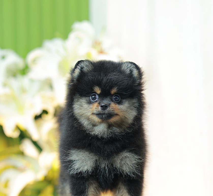 ปอมแท้ ปอมเมอเรเนียน HRM-68134 เพศชาย สีแบล็คแทน อายุ 2 เดือน หน้าตาน่ารัก ขาสั้...