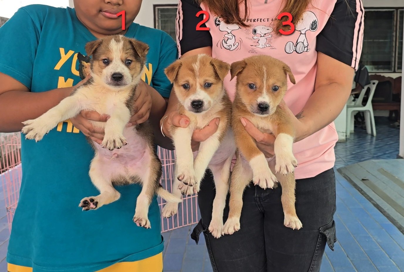 ลูกบางแก้วผสมไทยหลังอาน เลี้ยงง่าย ทนทาน ฉลาด เฝ้าบ้านดี จาก kankarnclub มีจัดส่...