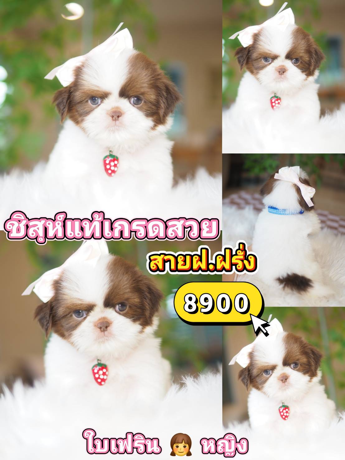 Shihtzu
