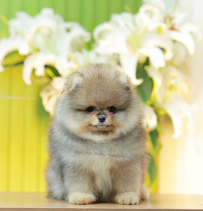 ปอมแท้ ปอมเมอเรเนียน HRM-68393 เพศชาย สีส้มเซเบิ้ล อายุ 2 เดือน หน้าตาน่ารัก ขาส...