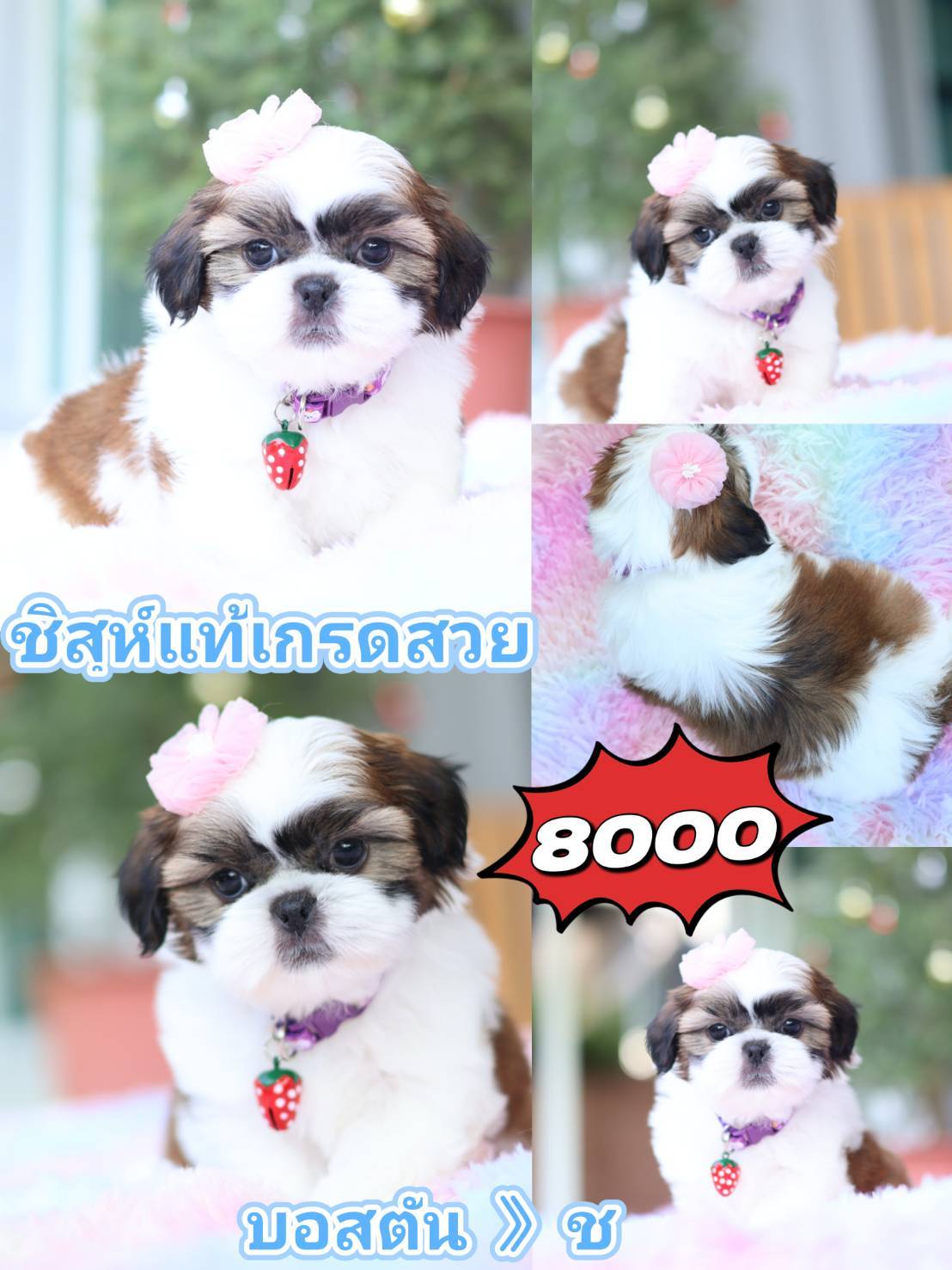Kibzaa shihtzu