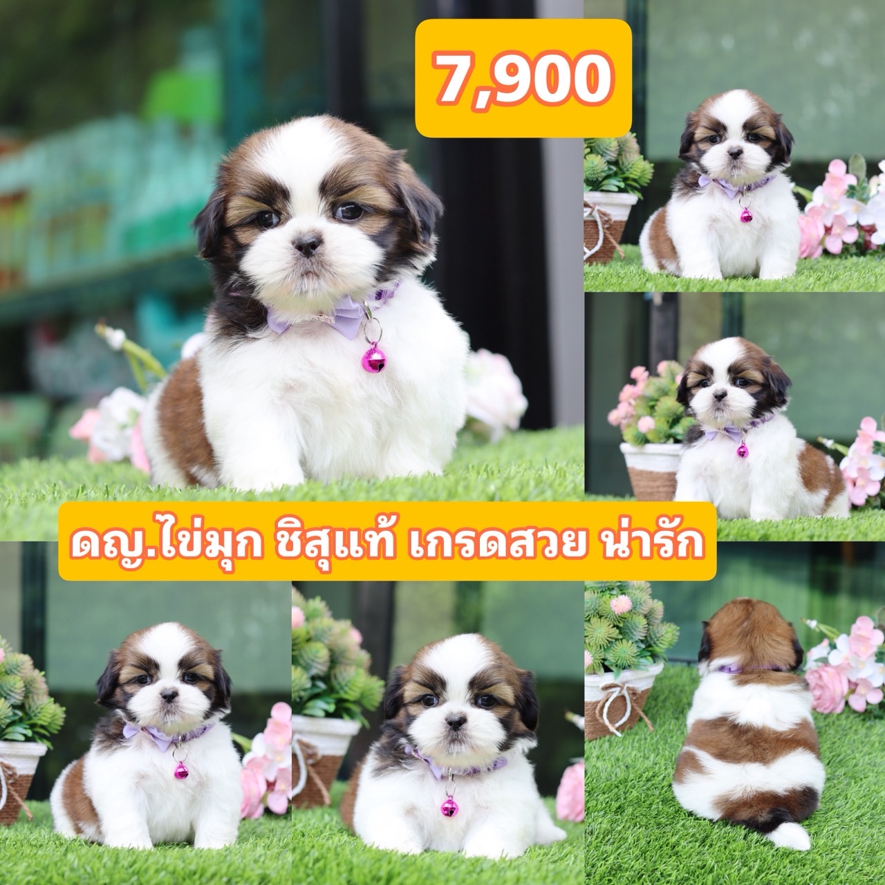 ชิสุแท้เกรดสวย