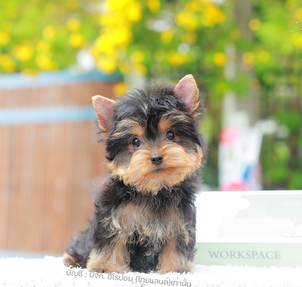 ปอมแท้ ปอมหน้าหมี HYM-10522 เพศชาย สีแบล็คแทน อายุ 2 เดือน ขนแน่น ขาใหญ่ กินเก่ง...