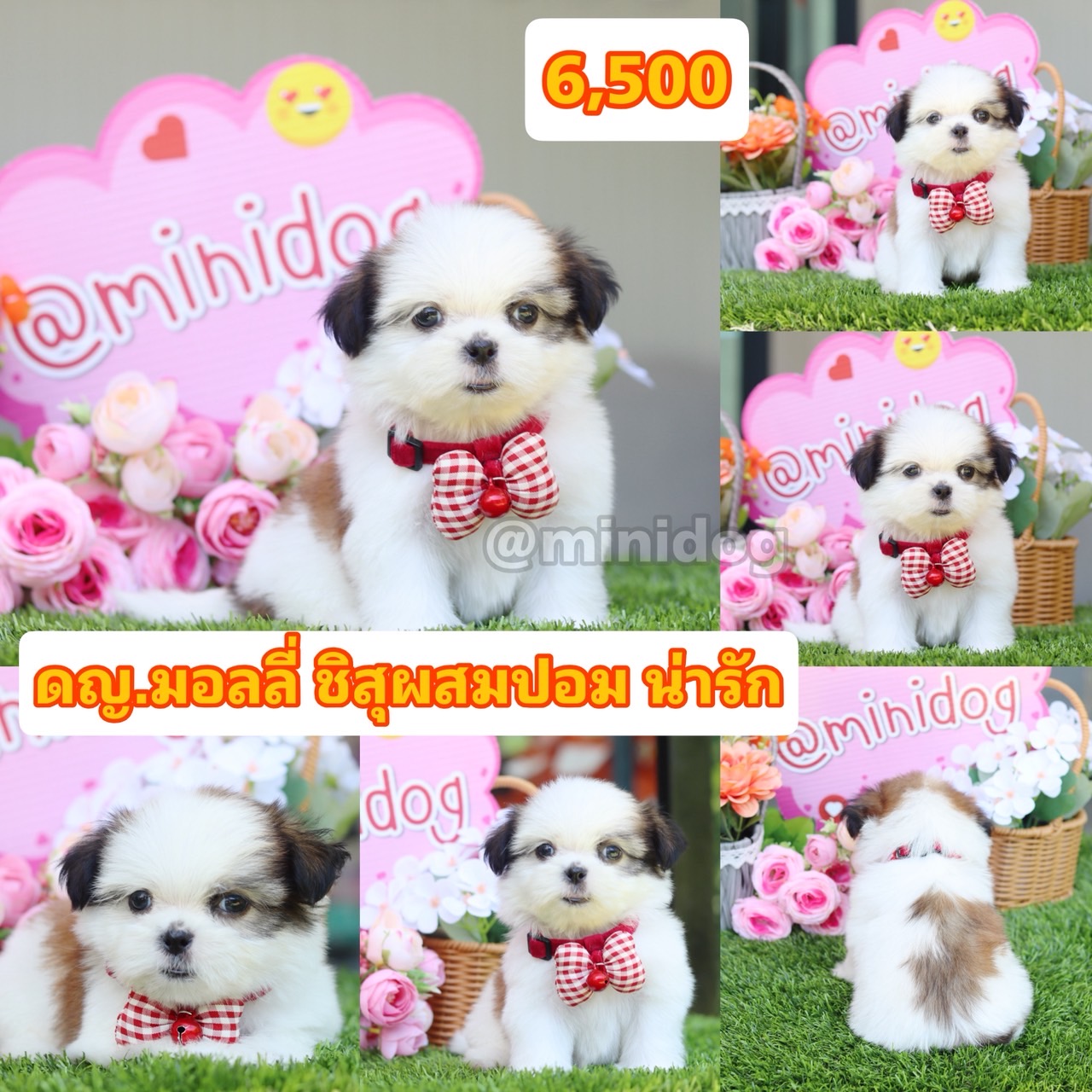 ชิสุผสมปอม