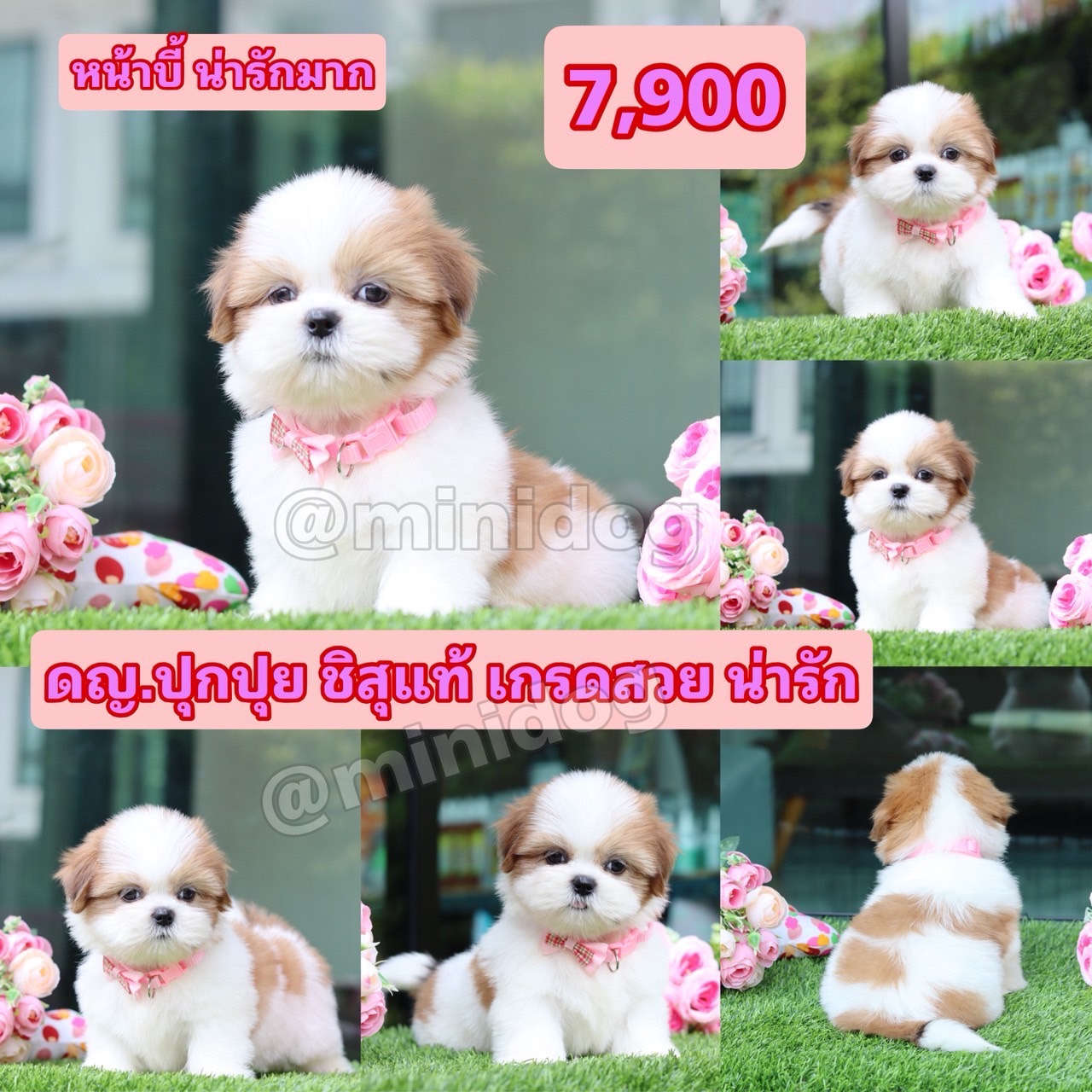 ชิสุแท้เกรดสวย