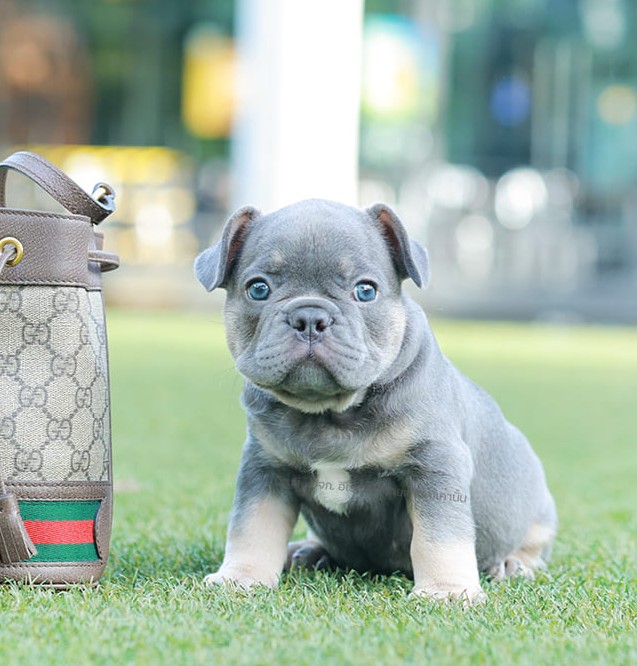 เฟรน บลูด็อก FHM-10955 เพศชาย สี BlueTan ตัวจิ๋วตัวเล็กมาก สีสวย เป็นเจ้าเด็กอ้ว...