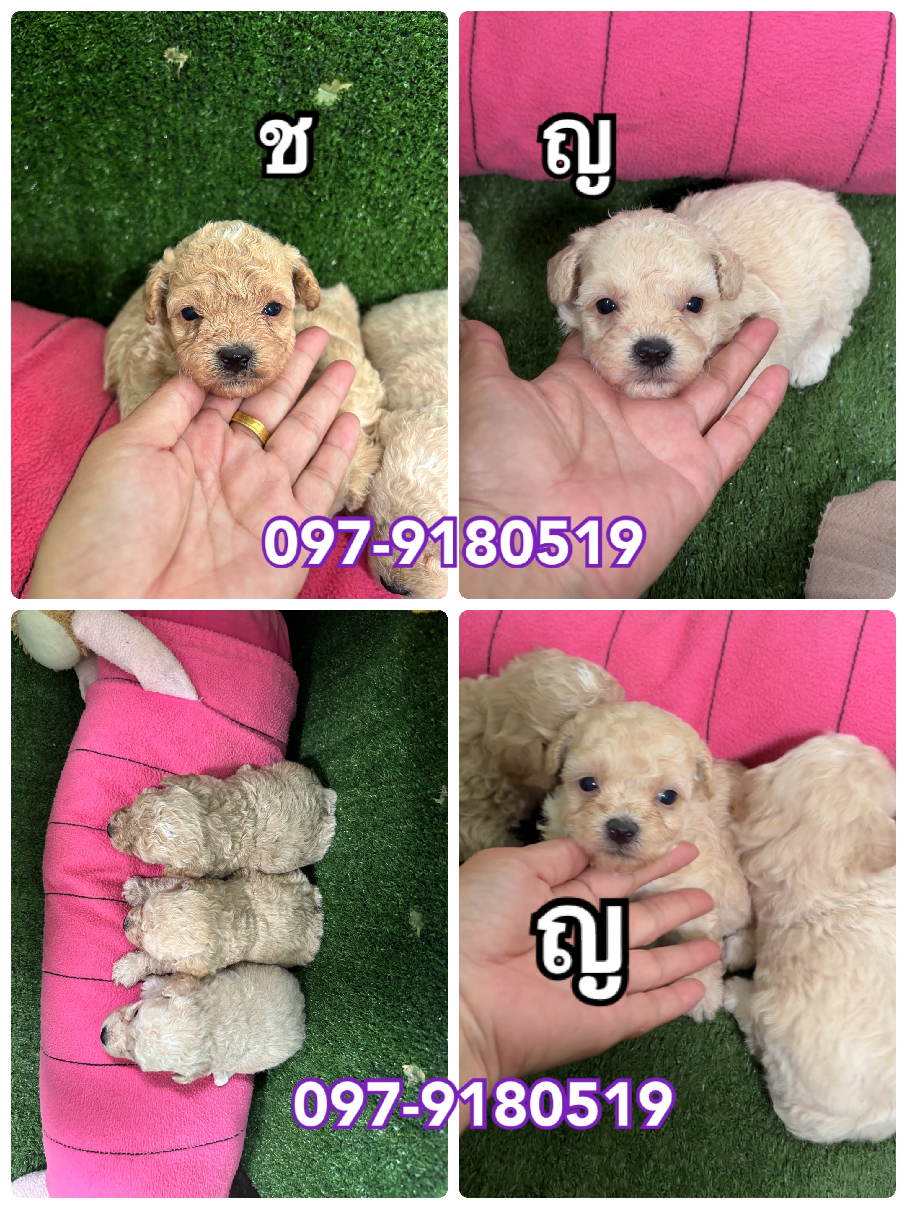 พุดเดิ้ลทอย ทีตัพ สีแอปริคอท สวยมาก poodletoy tcup