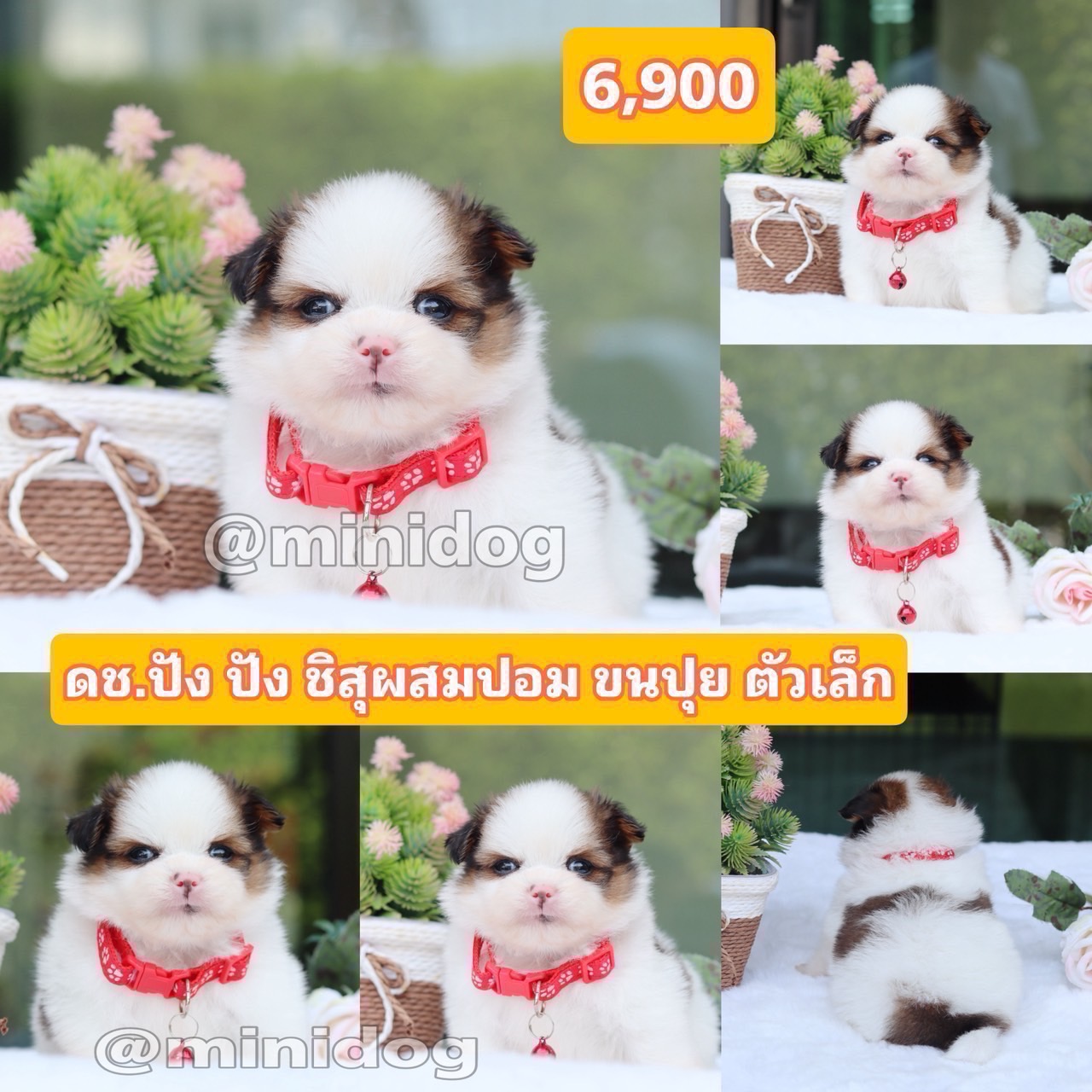 ชิสุผสมปอม