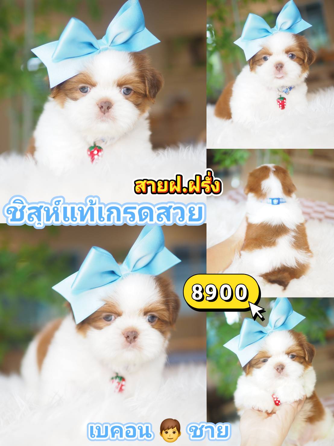 Shihtzu