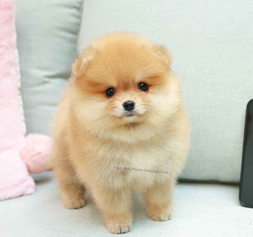 ปอมแท้ ปอมหน้าสั้น เด็กหญิง สีส้ม ละมุนมาก ตัวป้อมตัวสั้น ปุ๊กปิ๊ก แก้มเยอะ สดใส...