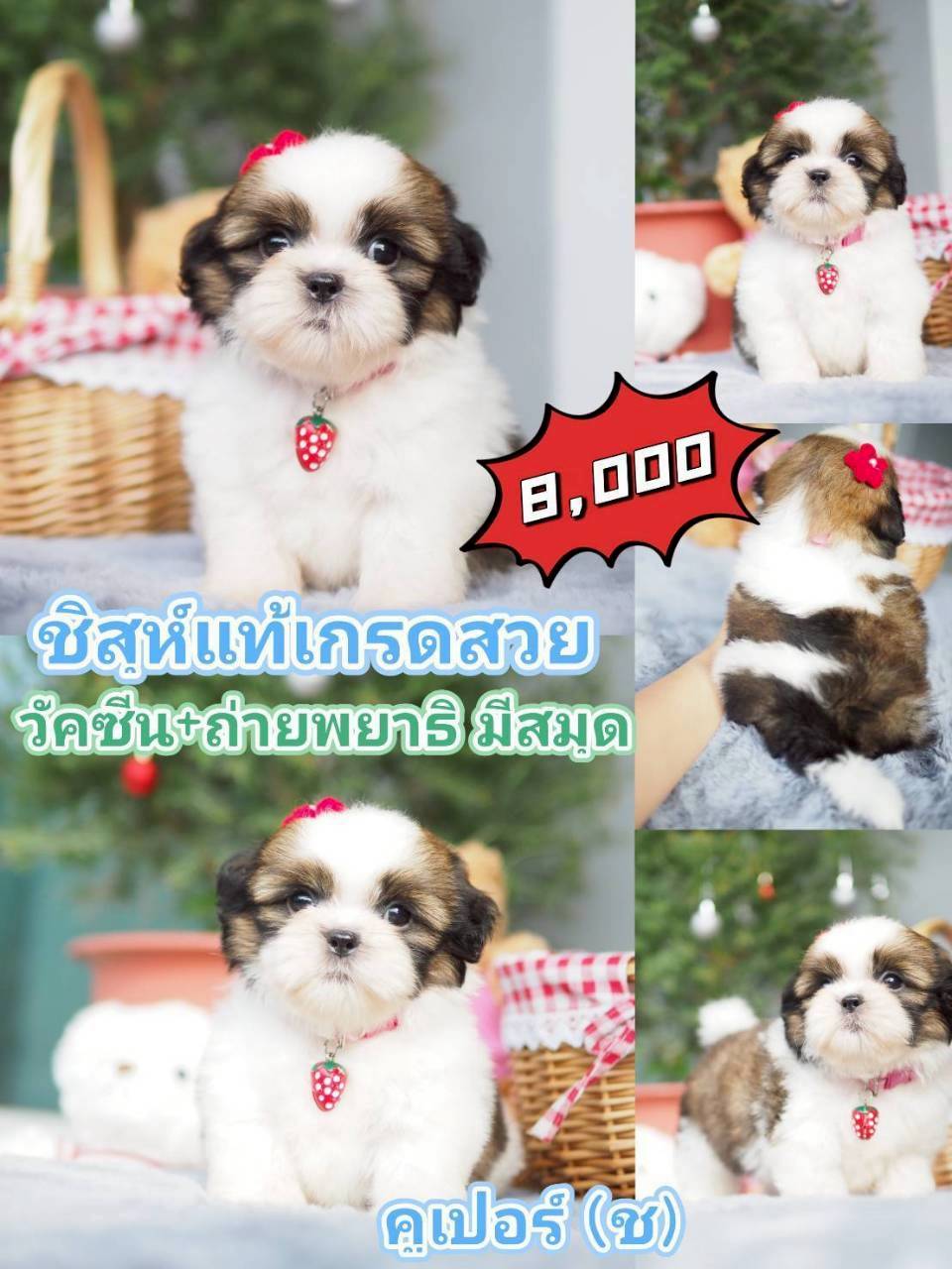 กิ๊ฟซ่า ลดได้ๆ จ้า
