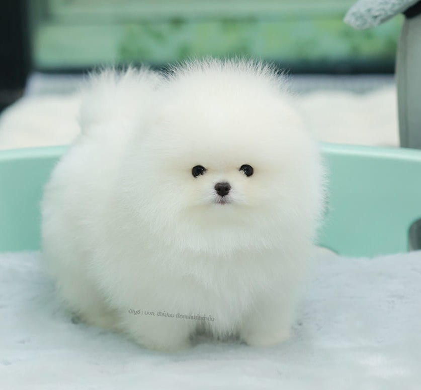 ปอมแท้ ปอมหน้าหมี HRM-10466 เพศชาย สีขาว ตัวจิ๋วตัวเล็ก แก้มอ้วน น่าฟัดมาก ๆ ตอน...