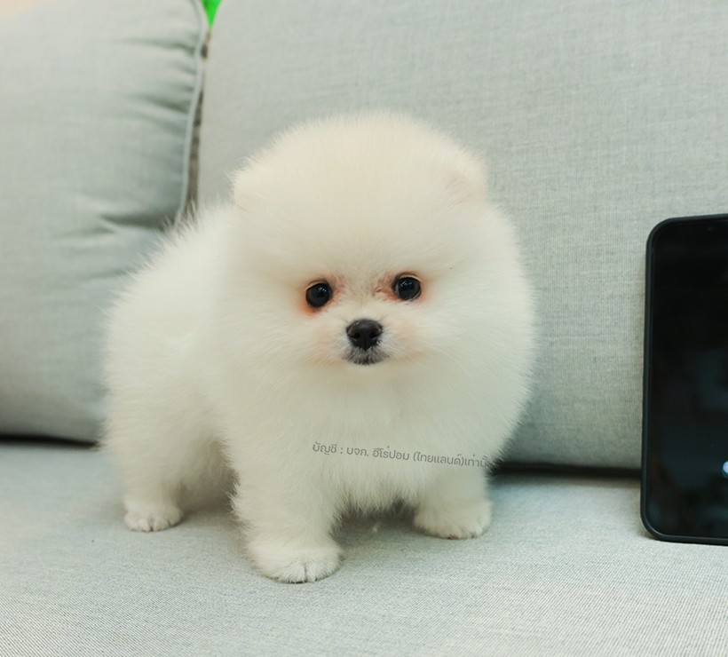 ปอมหน้าหมี ปอมแท้ ปอมเมอเรเนียน HRF-26518 เพศหญิง สีขาว อายุ 2 เดือน ตัวเล็ก ขาส...