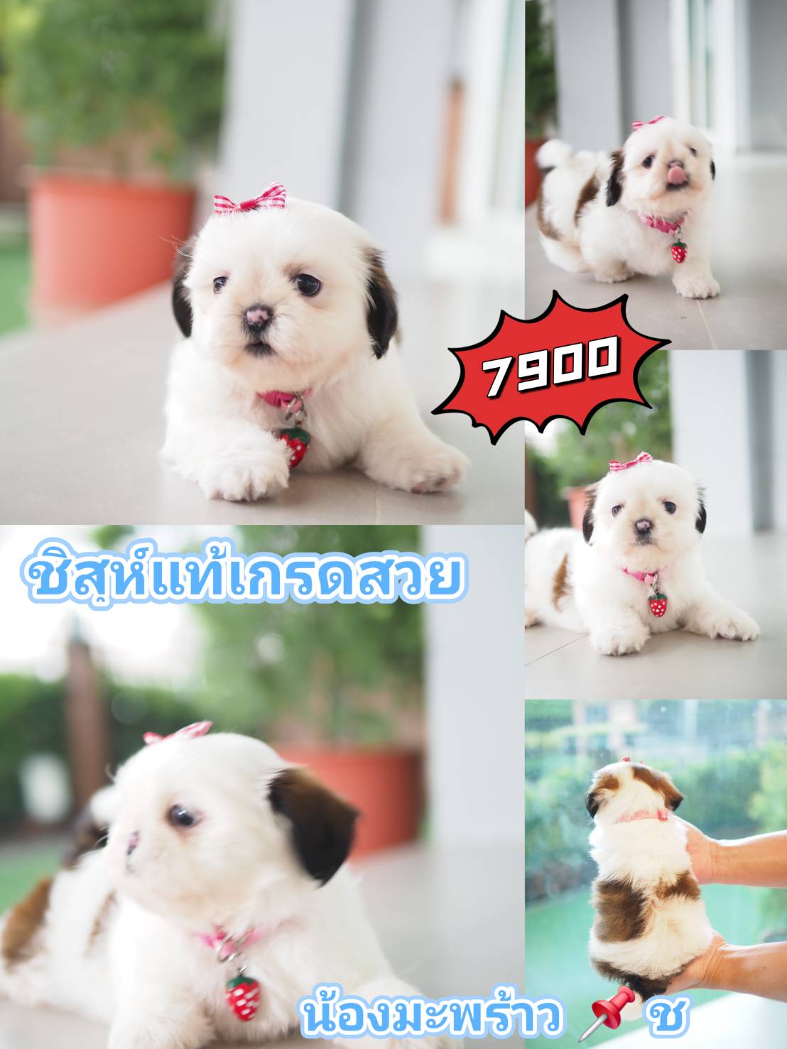 Kibzaa ชิสุ สวยเลยคราฟ